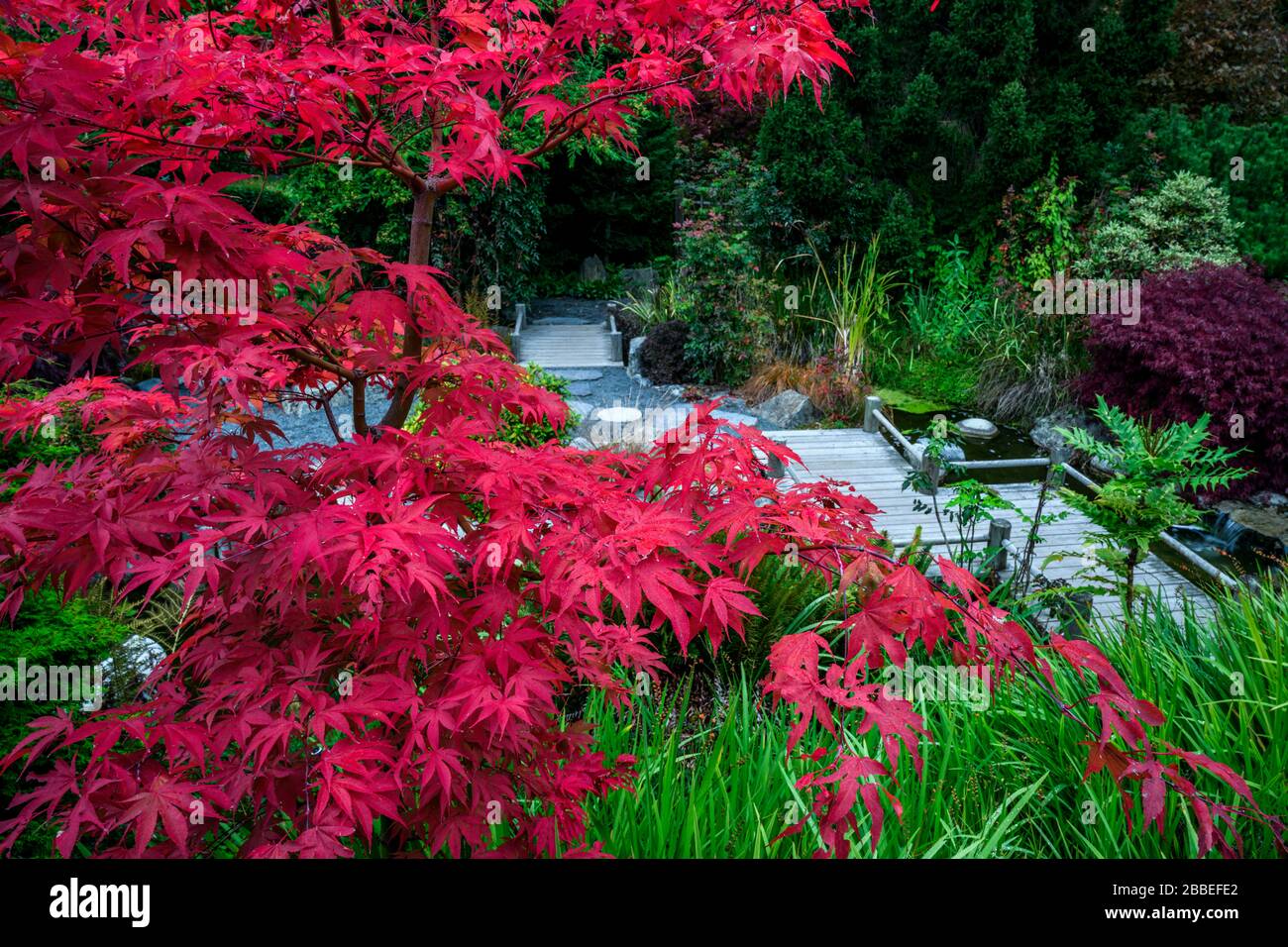 Acero Giapponese, Acer Palmatum, Gorge Park, Giardini Giapponesi, Victoria, Vancouver Island, BC Canada Foto Stock