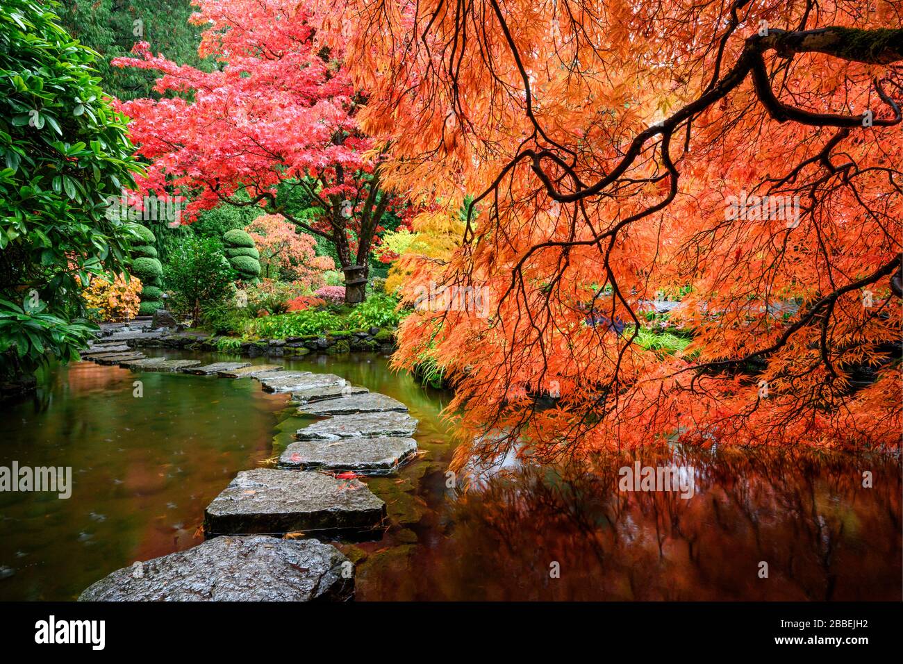 Foglia di pizzo acero giapponese e acero giapponese, Acer Palmatum, Butchart Gardens, Victoria, Vancouver Island, BC Canada Foto Stock