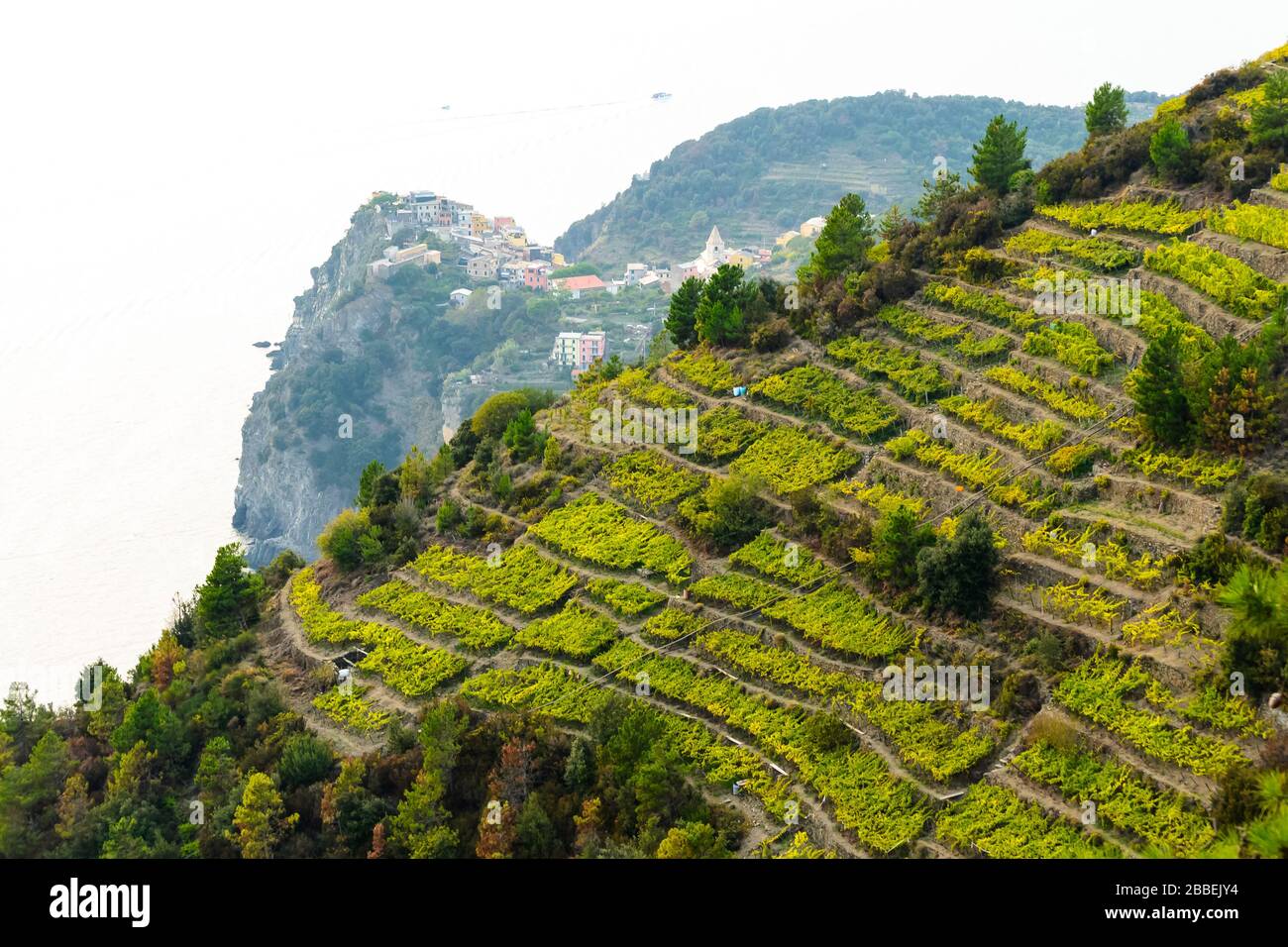 Le colline delle cinque Terre in Liguria con le terrazze antropiche per  l'agricoltura e il piccolo borgo di Corniglia sullo sfondo Foto stock -  Alamy