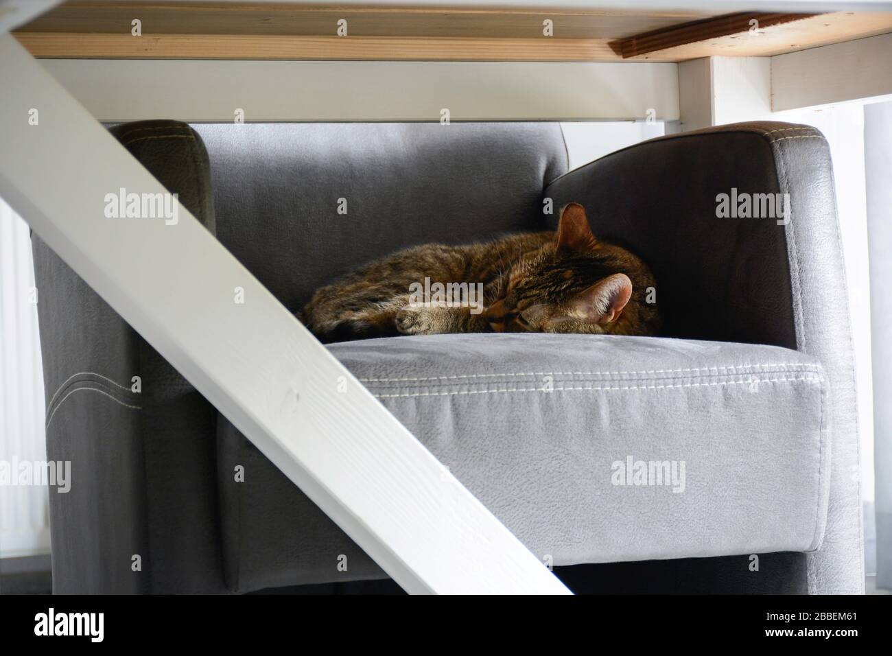 Gatto dormire su una sedia riparata sotto un tavolo da pranzo Foto Stock