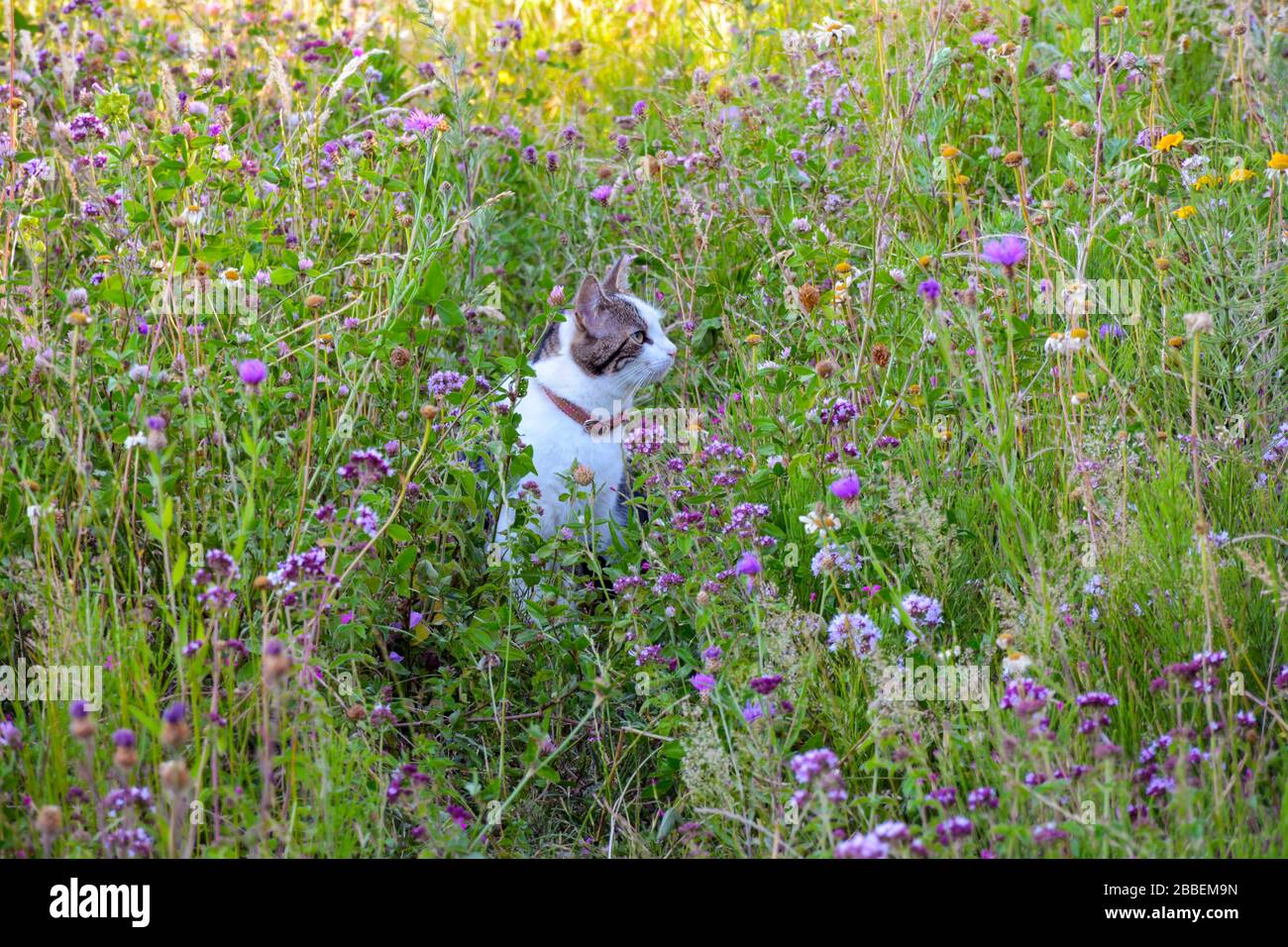 Gatto con colletto in un viaggio di scoperta in un prato di fiori in una giornata estiva. Il gatto è seduto tra l'erba Foto Stock