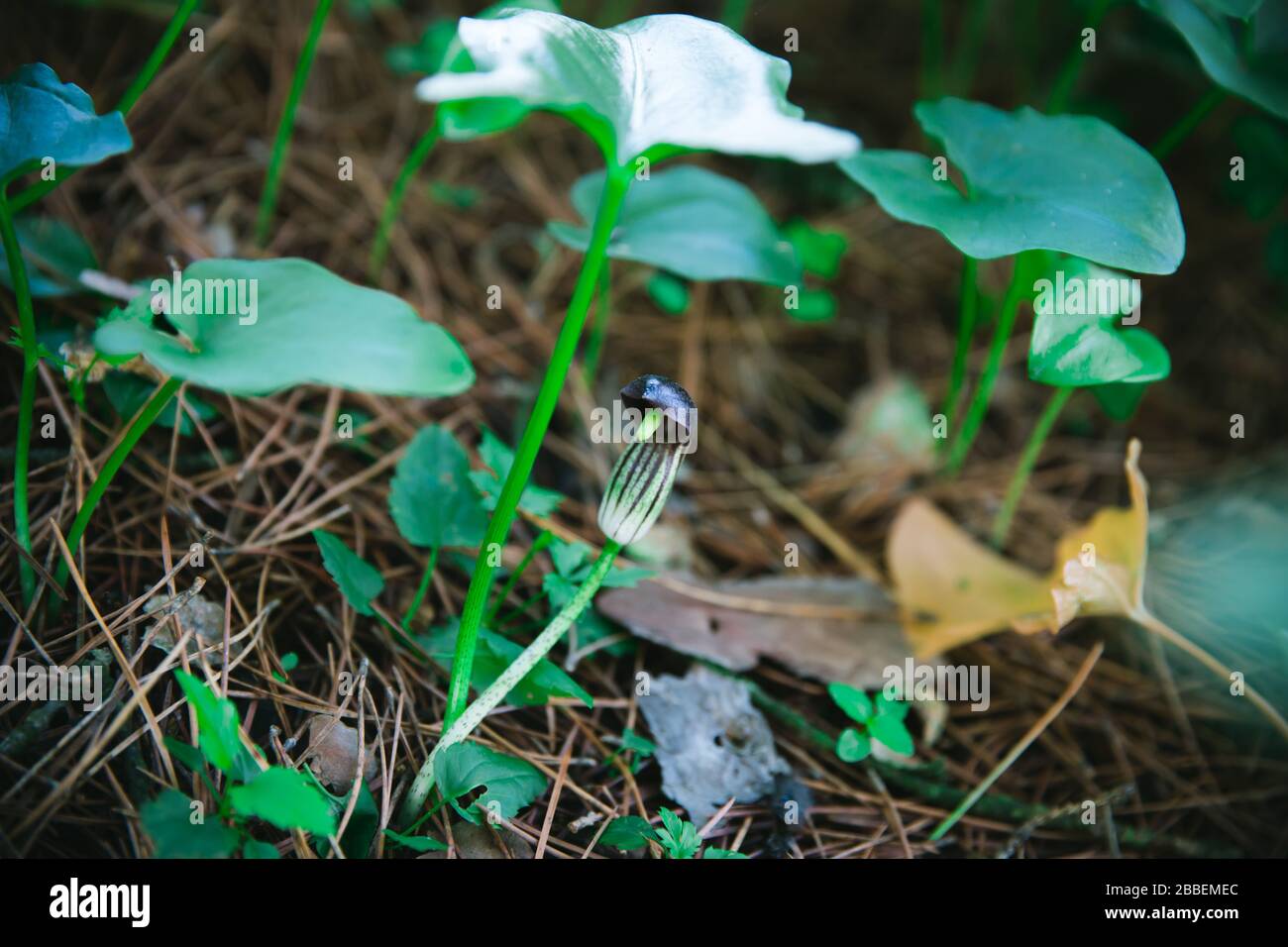 Fiori perenni: Il Cowl del Frate o Larus (arisarum vulgare) Foto Stock