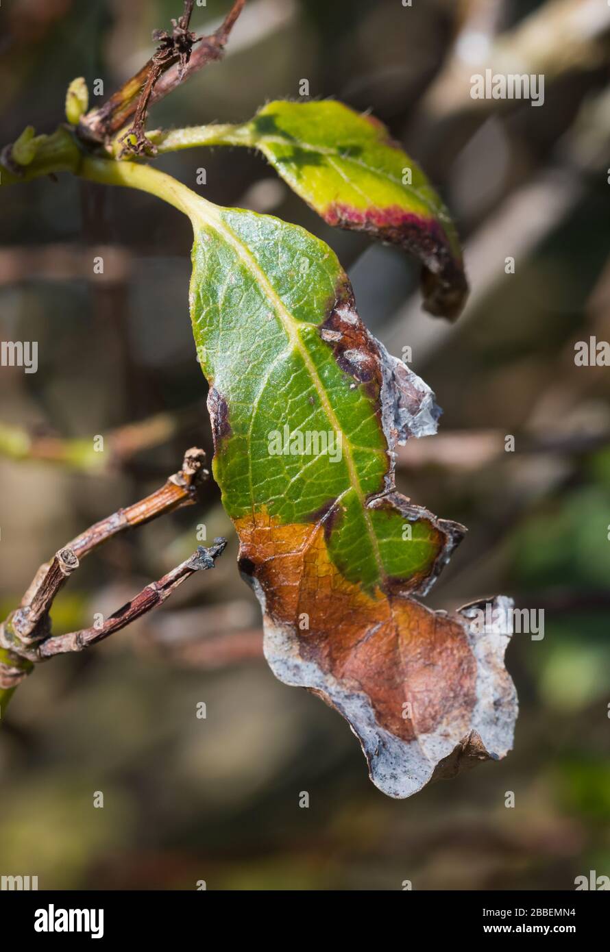 Doratura foglie danneggiate a causa di bruciore di foglie (bruciore di foglie, salice di foglie, bruciore di foglie, bruciore di sole) su una pianta di Viburnum tinus (Laurustinus) in primavera, Regno Unito. Foto Stock