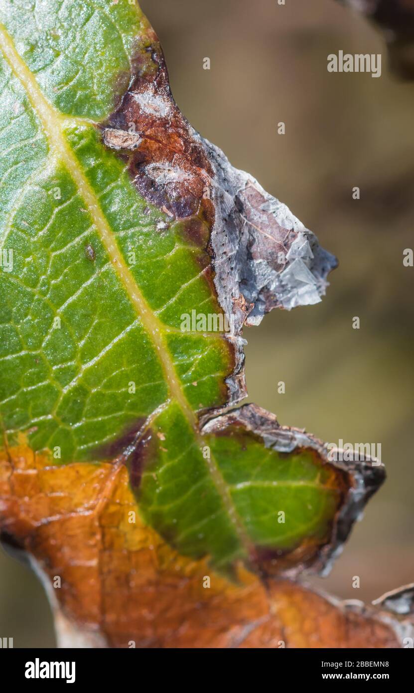Doratura foglie danneggiate a causa di bruciore di foglie (bruciore di foglie, salice di foglie, bruciore di foglie, bruciore di sole) su una pianta di Viburnum tinus (Laurustinus) in primavera, Regno Unito. Foto Stock