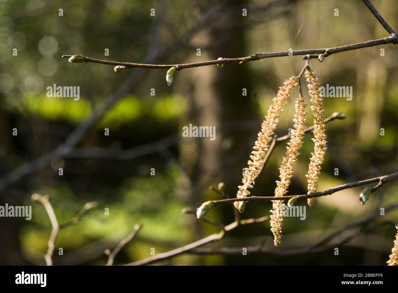 Katkins germogliante sull'albero del salice in primavera in Cumbria Foto Stock