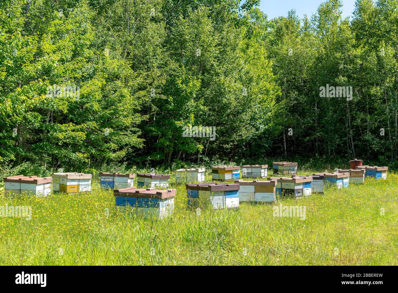 Ampio angolo di vista se alveari in un campo. Il campo sta crescendo intorno agli alveari. L'aria sopra gli alveari è riempita di api. Due file di alveari, un barile Foto Stock
