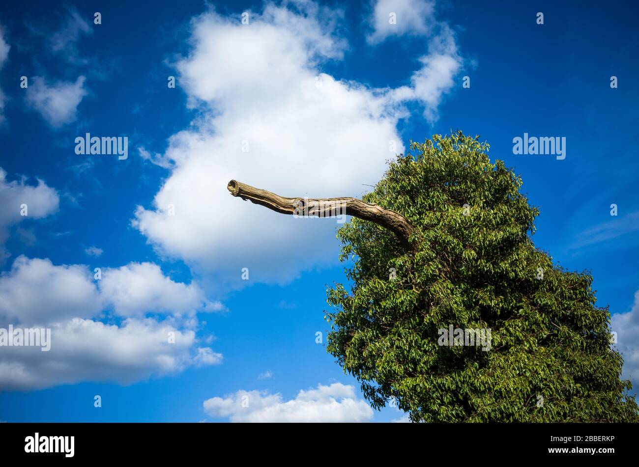 Un vecchio albero sorcresciuto con l'edera che assomiglia ad un uccello. Foto Stock