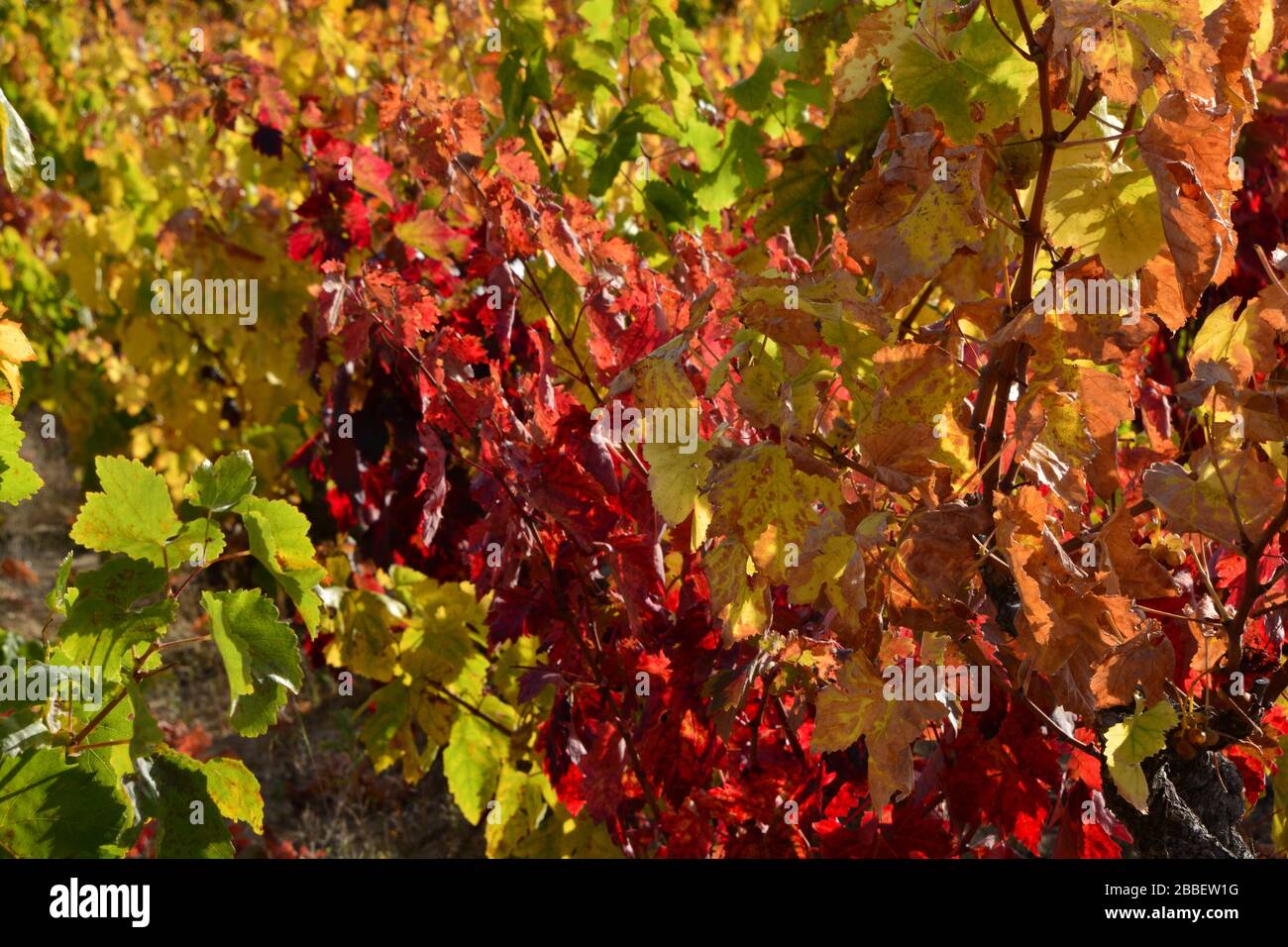 Vista ravvicinata delle foglie d'uva che in autunno diventa rossa e gialla nella zona di Rioja Alavesa; come sfondo Foto Stock