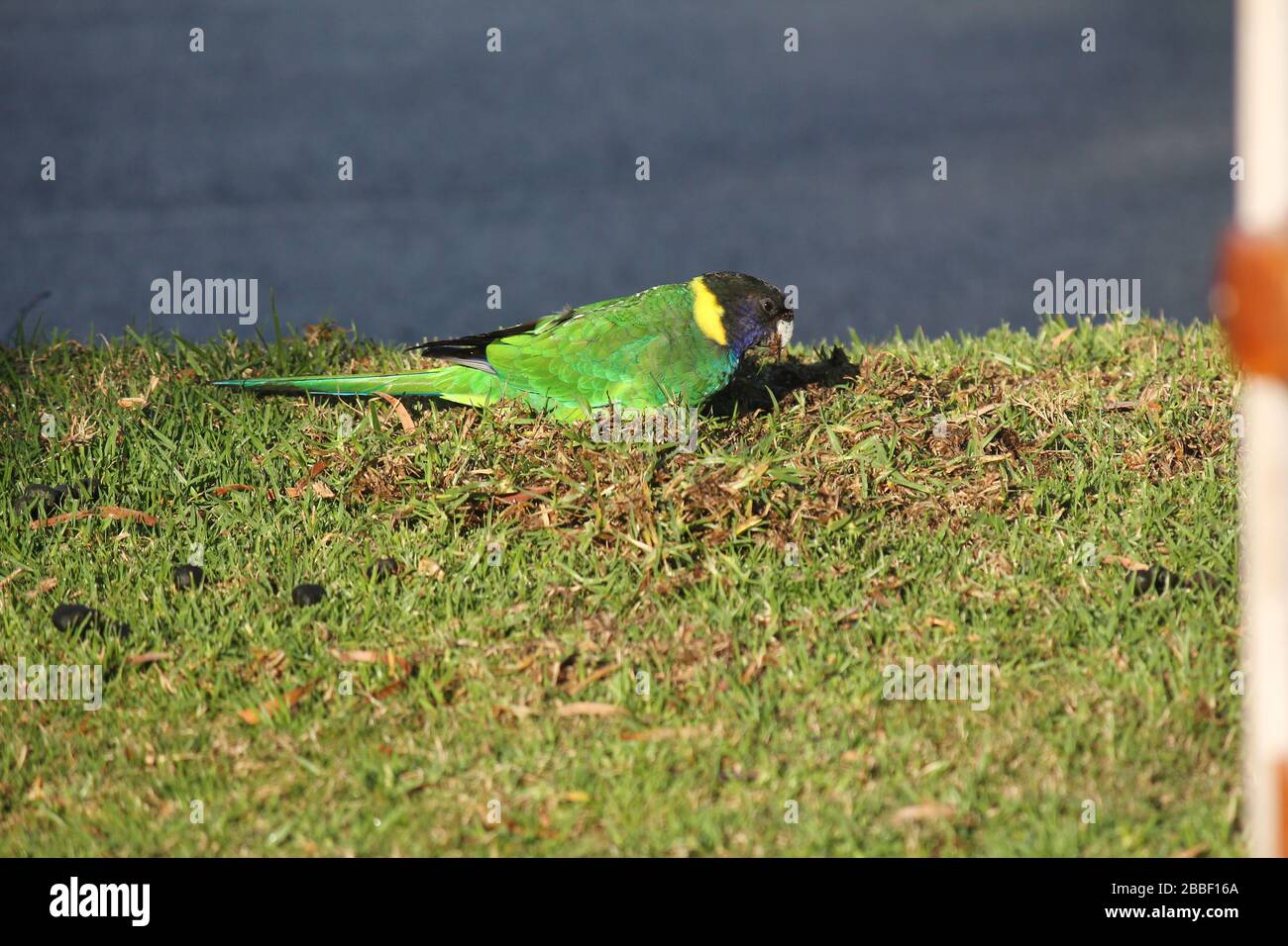 Pappagallo selvatico australiano girocollo, Danimarca, Australia Occidentale Foto Stock