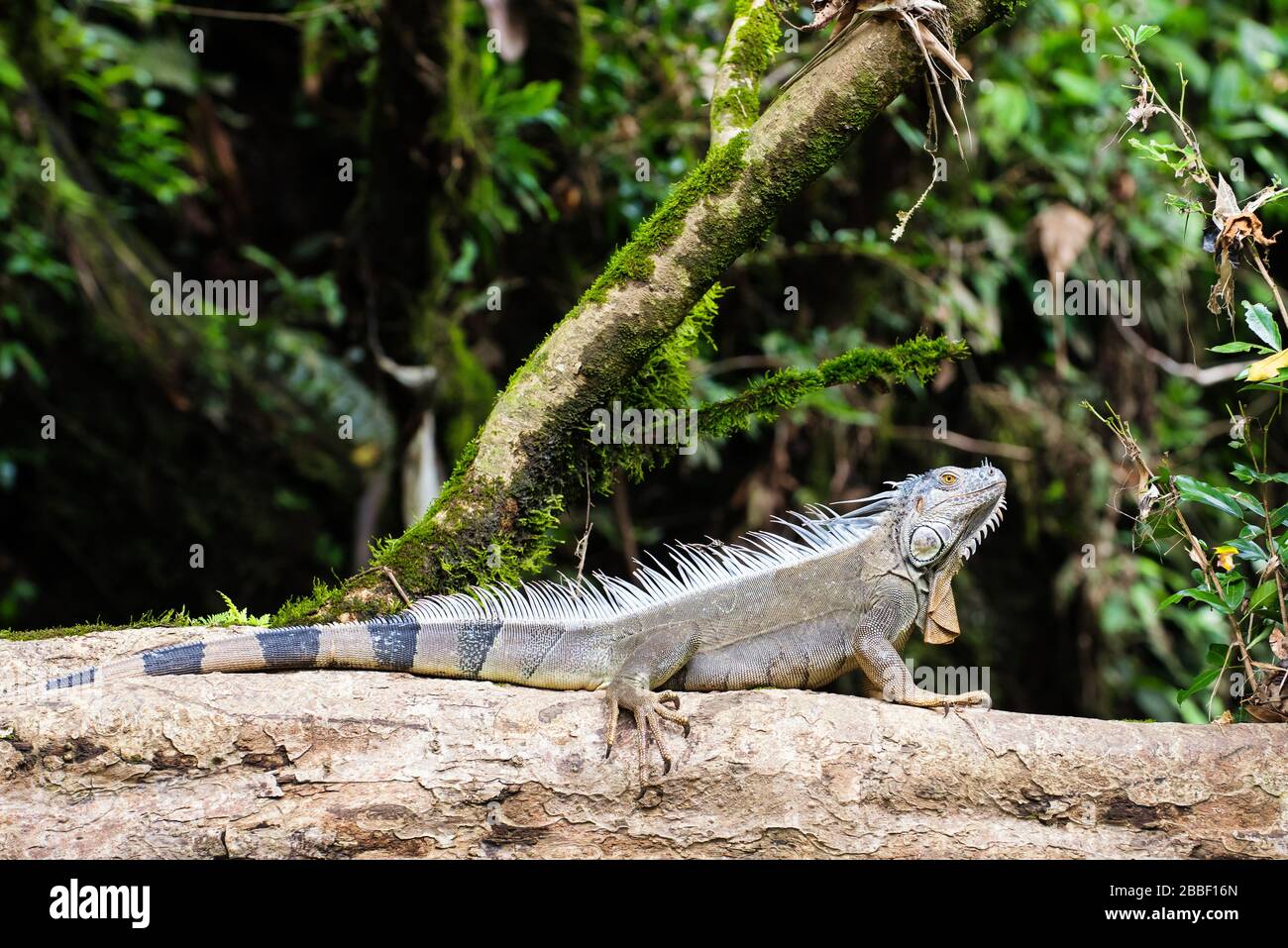 Iguana iguana rinolopha su un albero forestale a Rio Sarapiqui, puero Viejo de Sarapiqui, Costa Rica. Bellissimo rettile con aspetto giurassico. Foto Stock
