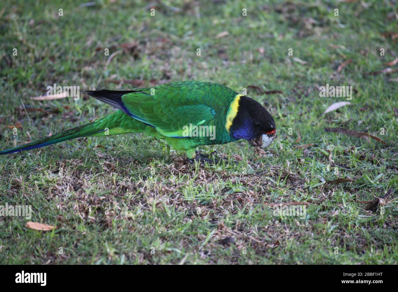 Pappagallo selvatico australiano girocollo, Danimarca, Australia Occidentale Foto Stock