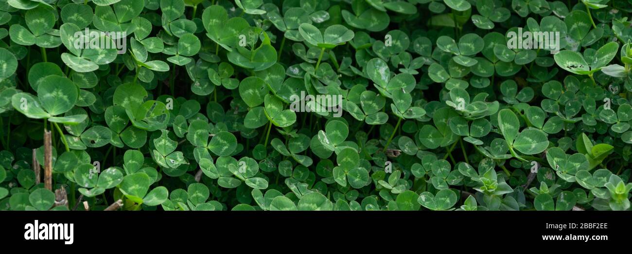 Primo piano di verde trifoglio sfondo, lussureggiante vegetazione muro Foto Stock