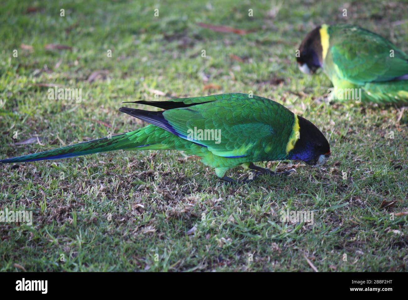 Pappagallo selvatico australiano girocollo, Danimarca, Australia Occidentale Foto Stock
