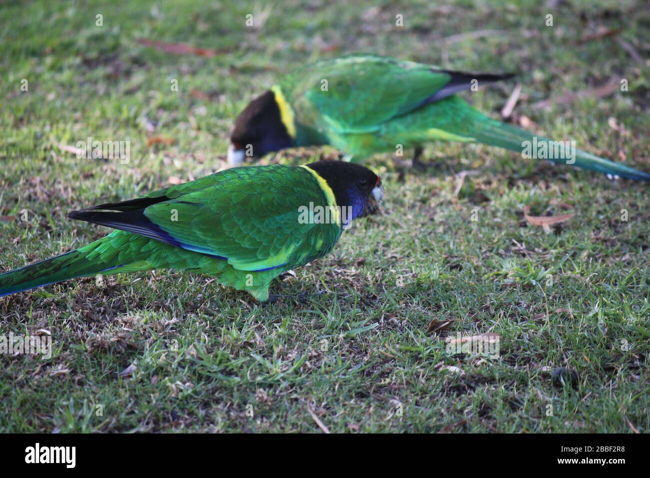 Pappagallo selvatico australiano girocollo, Danimarca, Australia Occidentale Foto Stock