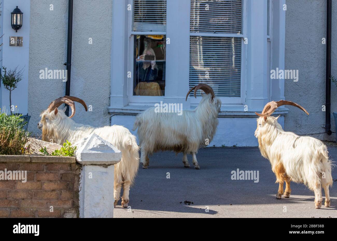 La gente del posto guarda ad un'odiata di capre che approfittano delle strade tranquille vicino a Trinity Square, a Llandudno, nel Galles del Nord. La banda di capre è stata avvistata passeggiando per le strade deserte della città di mare durante il blocco nazionale. Foto Stock