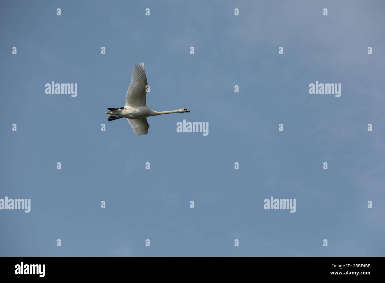 Swan che vola attraverso le linee elettriche Foto Stock