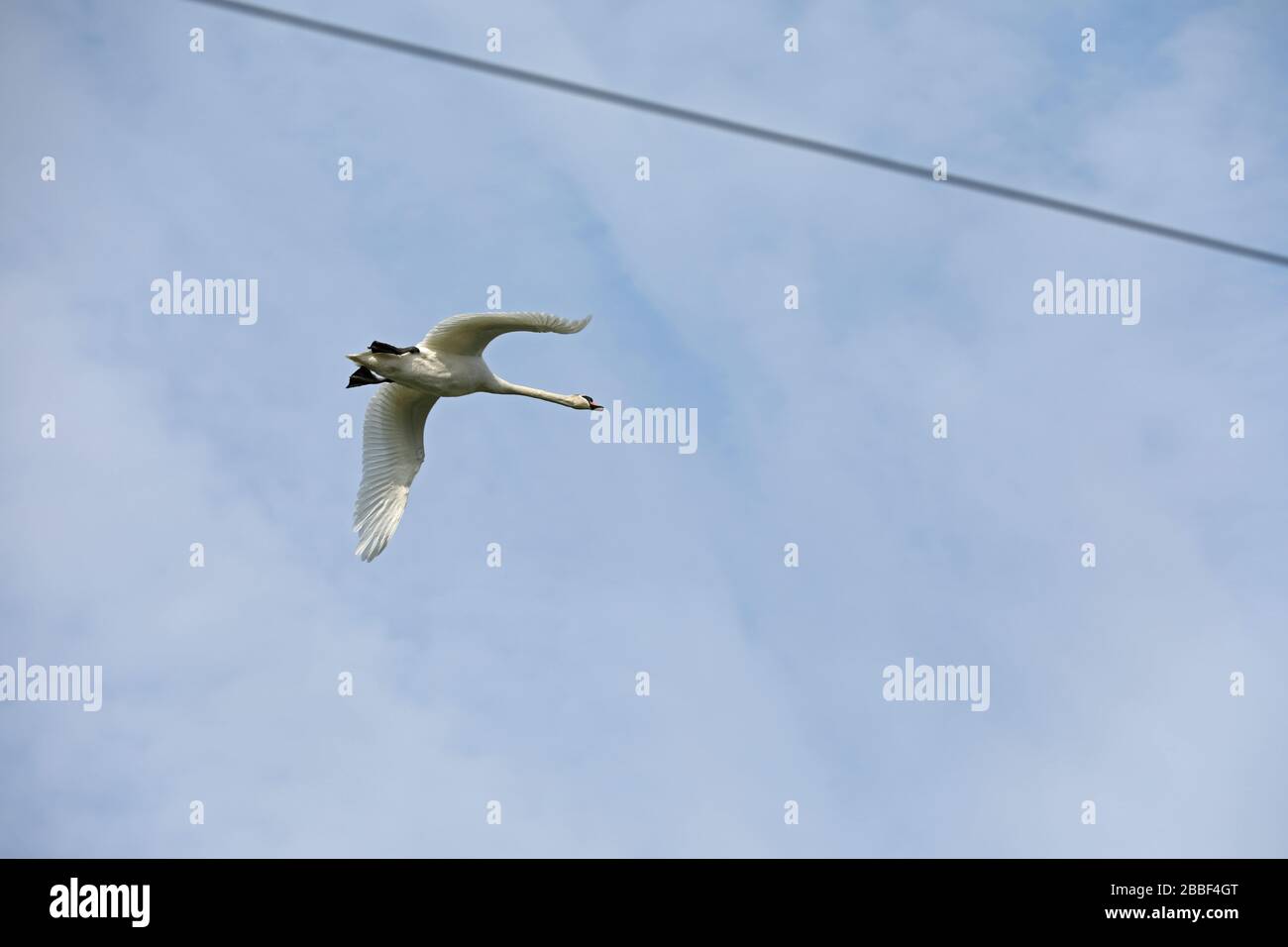 Swan che vola attraverso le linee elettriche Foto Stock