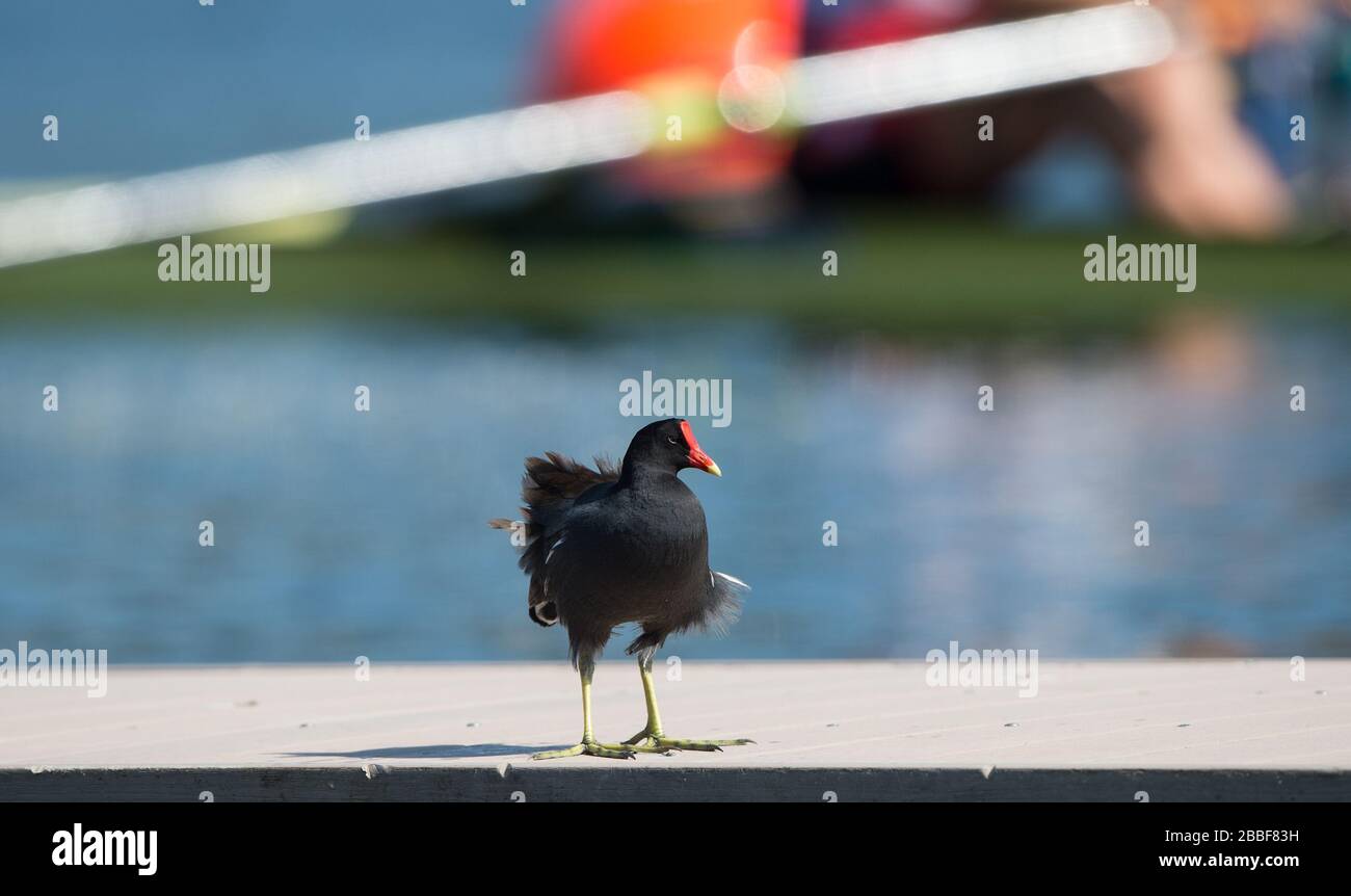 Rio de Janeiro. BRASILE. Moor Hen sul palco della nautica, Olympic Rowing Regatta 2016. Lagoa Stadium, Copacabana, ÒOlympic Summer GamesÓ Rodrigo de Freitas Lagoon, Lagoa. Ora locale 10:07:09 Sabato 06 Agosto 2016 [credito obbligatorio; Peter SPURRIER/Intersport Images] Foto Stock