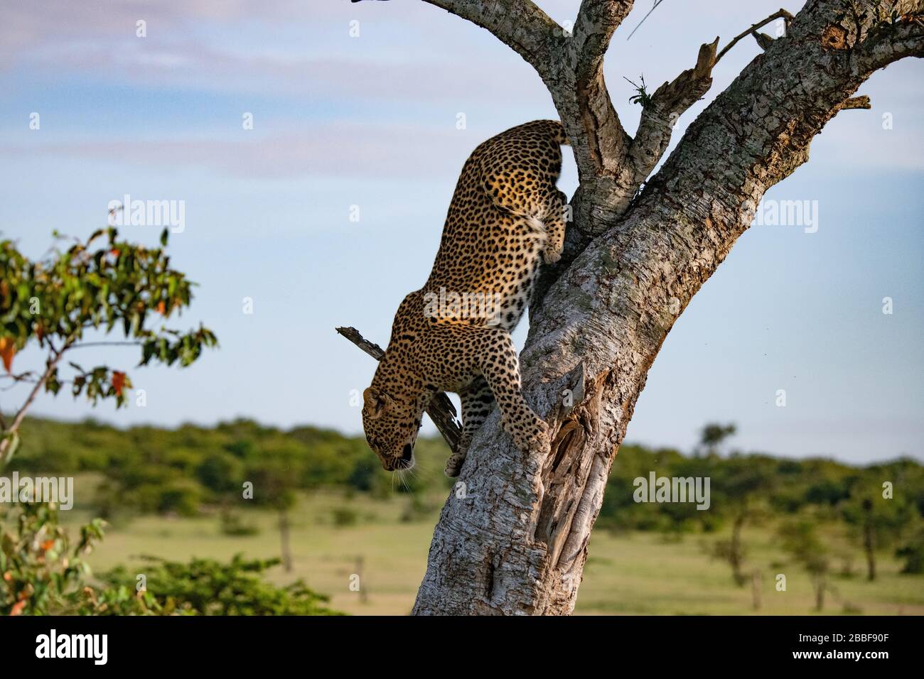 Leopardo che cammina lungo un tronco d'albero nel Masai Mara, Kenya Foto Stock