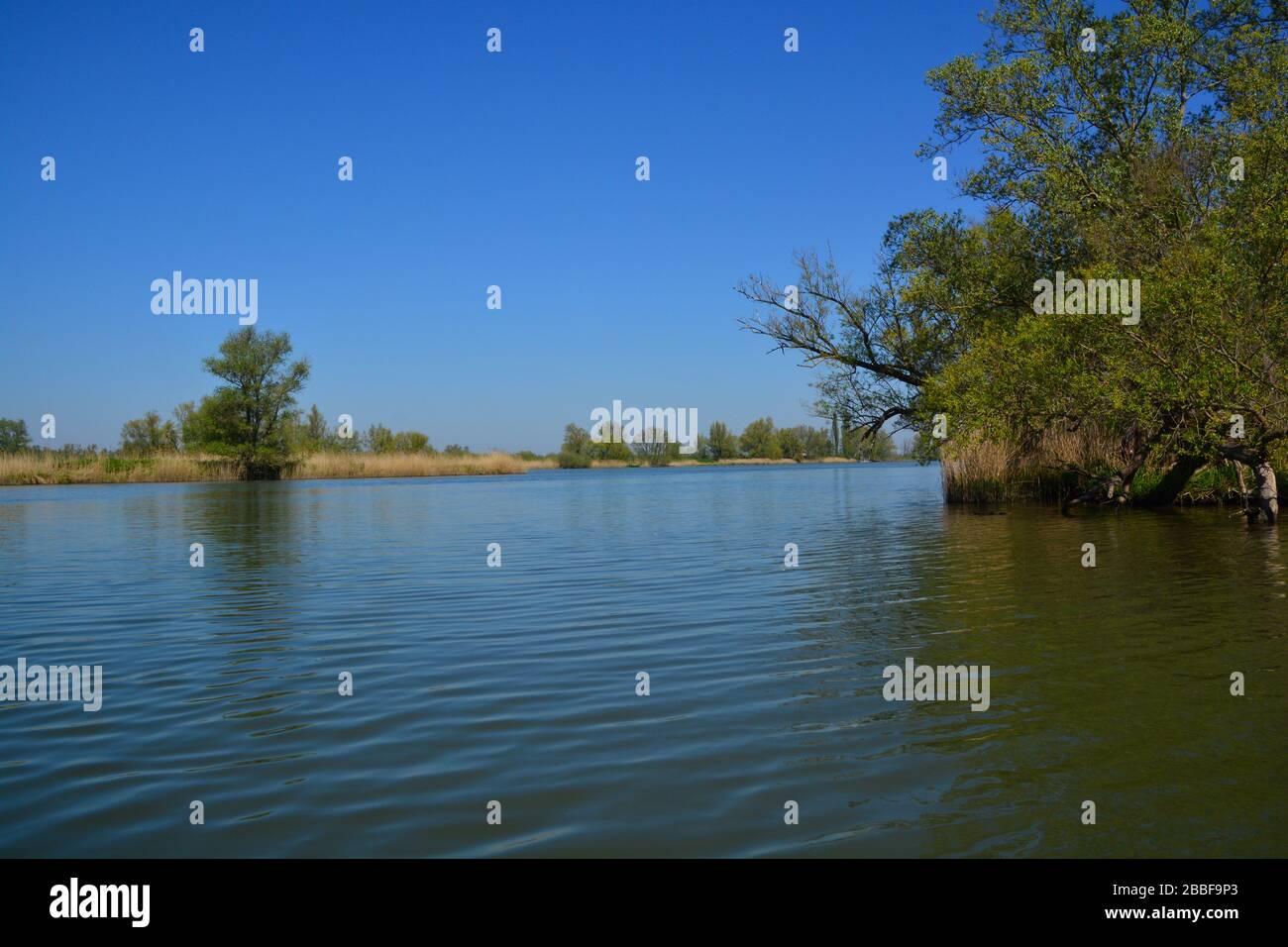 Vista panoramica a basso angolo di canneti e alberi nel Parco Nazionale di Biesbosch, uno dei più grandi parchi nazionali dei Paesi Bassi e uno degli ultimi Foto Stock