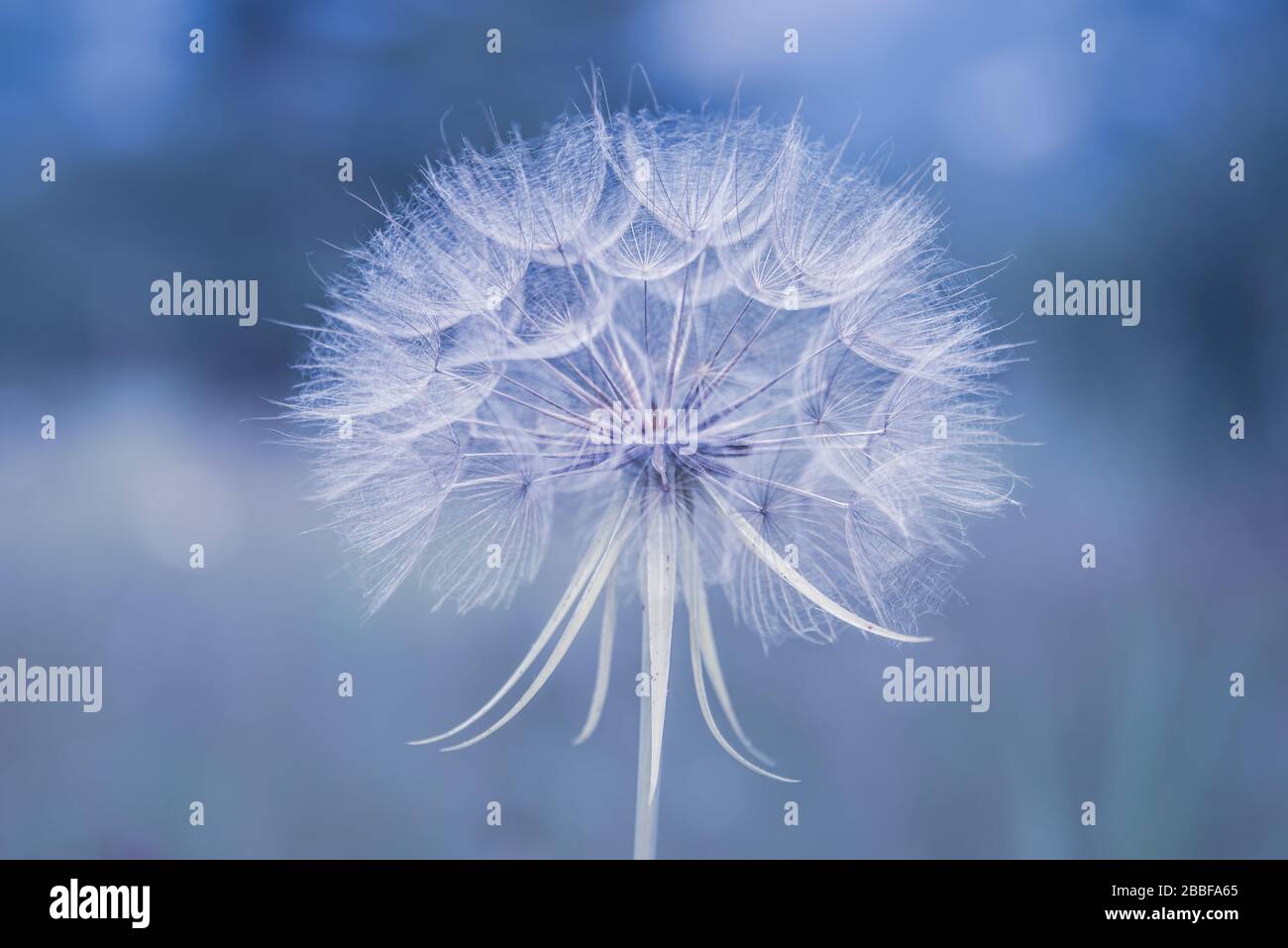 Primo piano di un dente di leone su sfondo blu Foto Stock