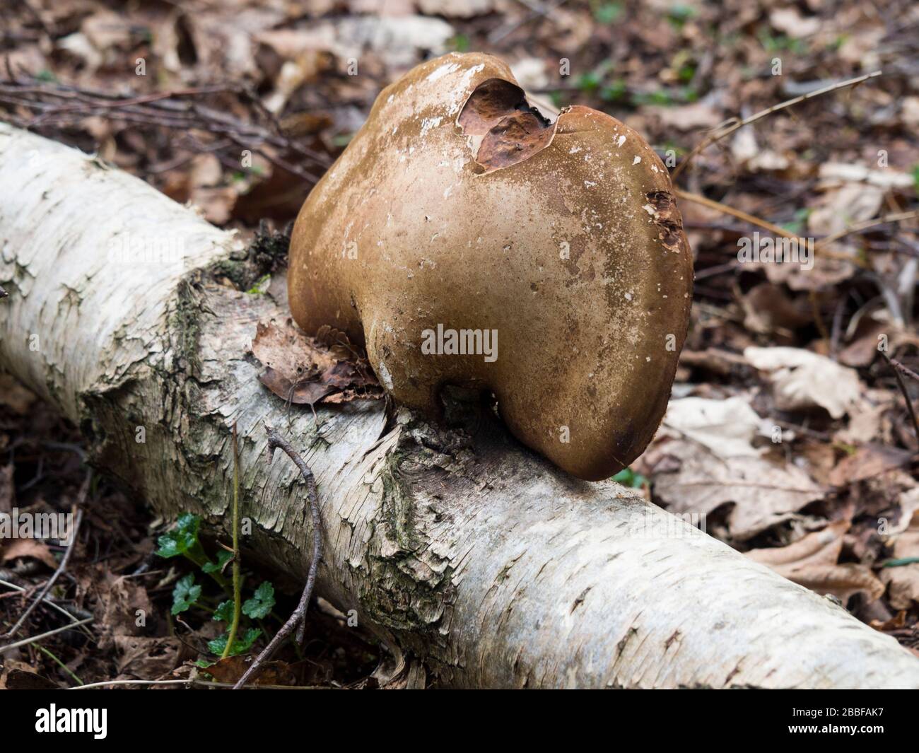 Betulla staffa Fungo (Piptoporus betulinus) trovato nei boschi sulla tenuta di Sandringham, Norfolk, Regno Unito Foto Stock