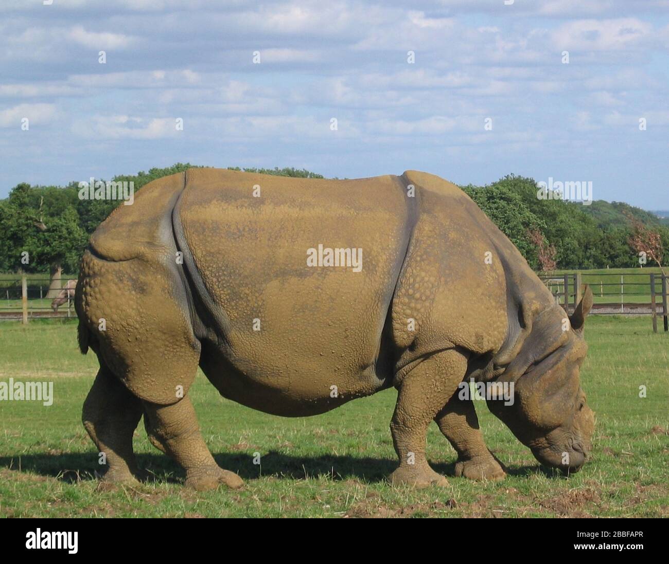 Javan Rhinoceros (Rhinoceros sondaicus) che pascolano in erba Foto Stock