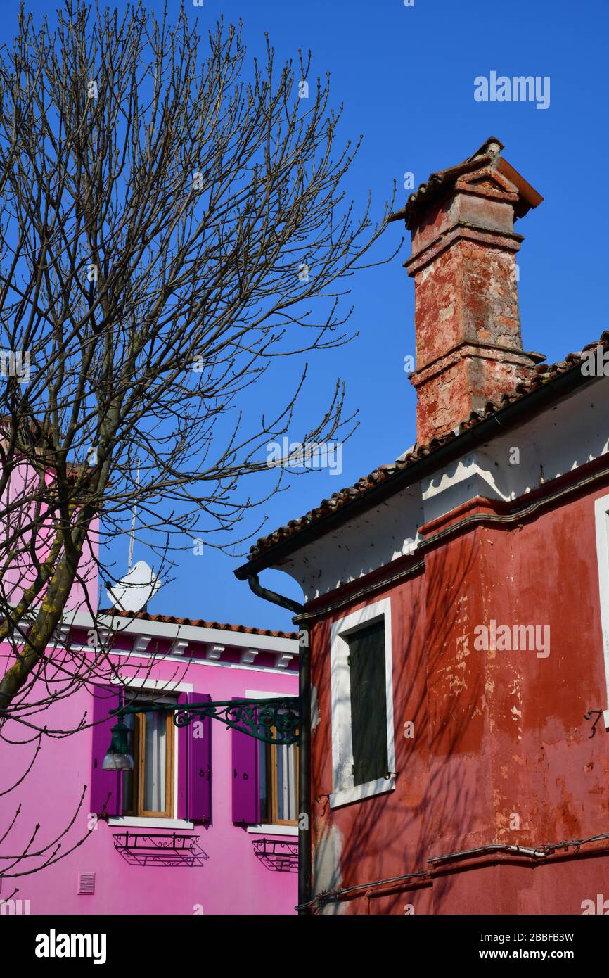 Vista ad angolo basso di una parte superiore di colorate case rosa e rosse di Burano fiancheggiata da un albero sulla piazza Foto Stock
