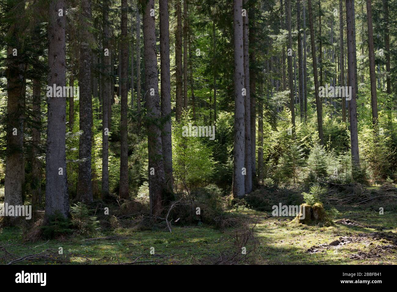 Particolare di foresta mista in luce solare spingtime, Oedensee, Stiria, Austria Foto Stock