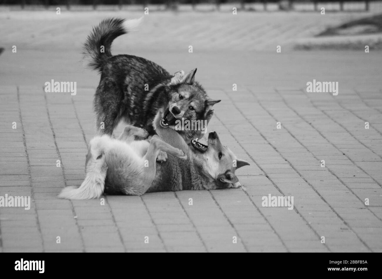 due cani piccoli che giocano insieme all'aperto. Foto Stock