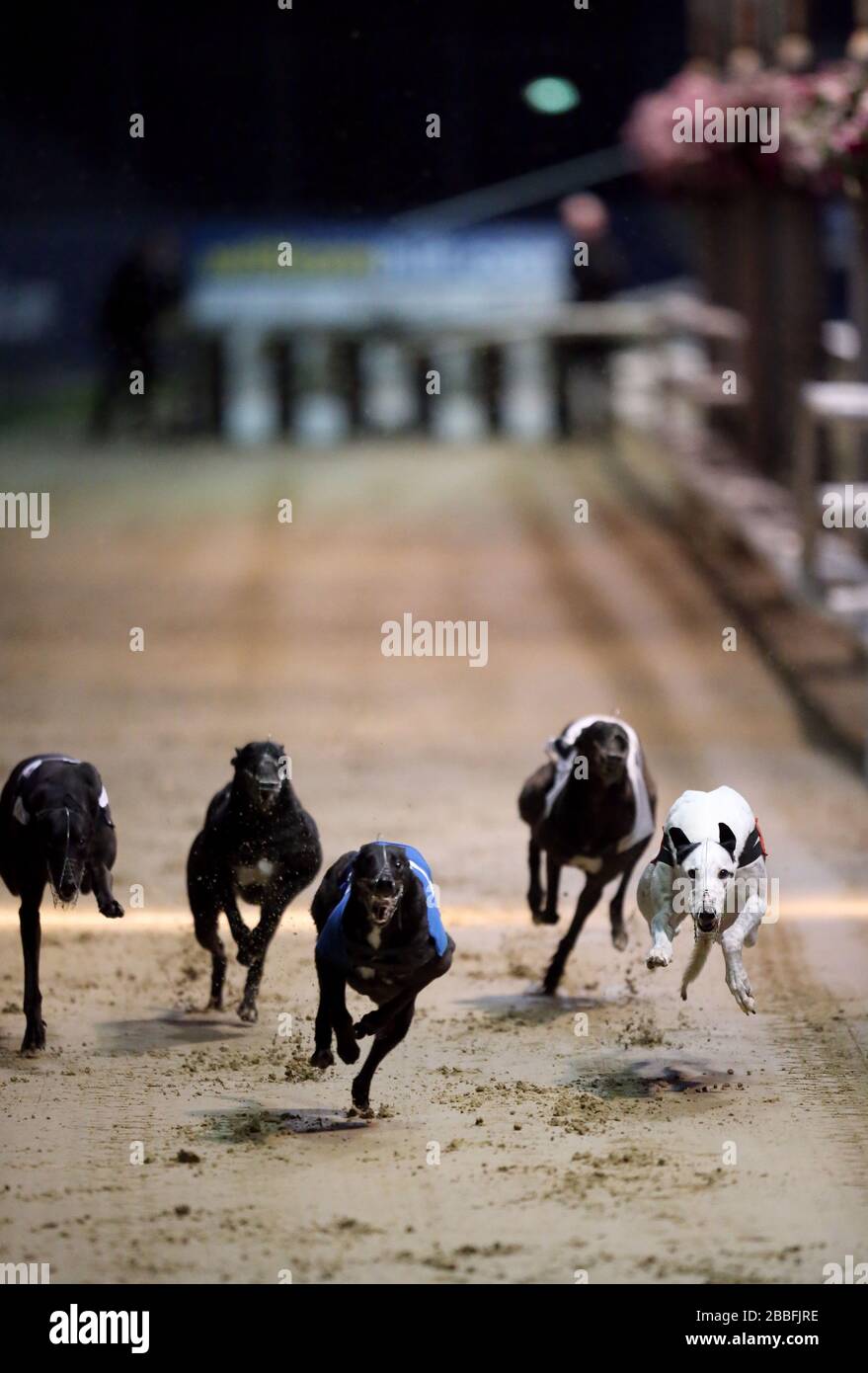 Shaneboy Spencer (blu n°2) e Lemon Plutone (rosso n°1) in azione durante il William Hill Greyhound Derby 2nd Round Heat 16 Foto Stock