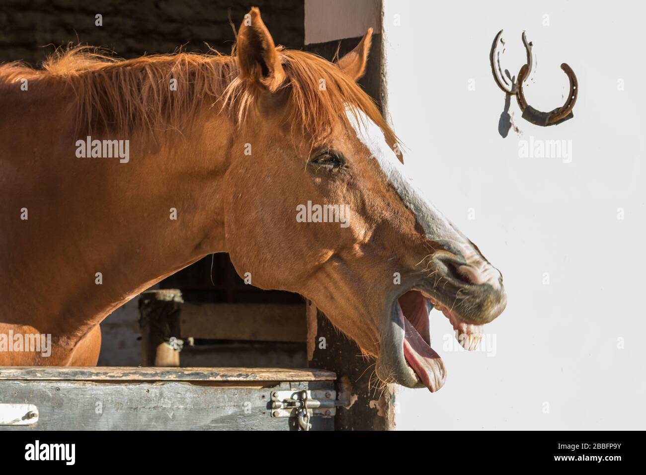 Felice sorriso cavallo marrone al mattino nella sua stalla - saluto il fotografo Foto Stock