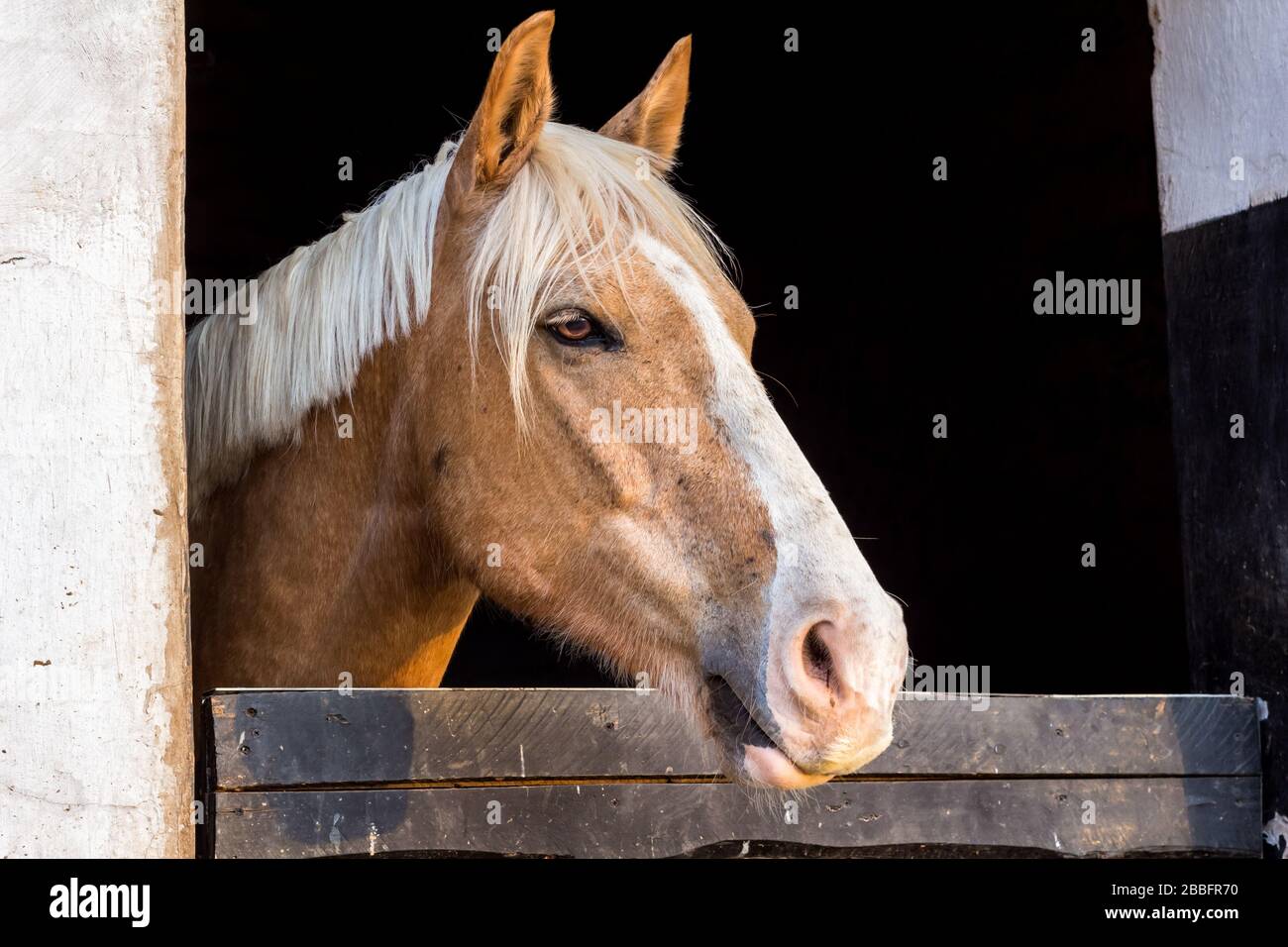 Bellissimo cavallo di castagno che si affaccia sul portone di stalla al mattino - ritratto di Palomino Foto Stock