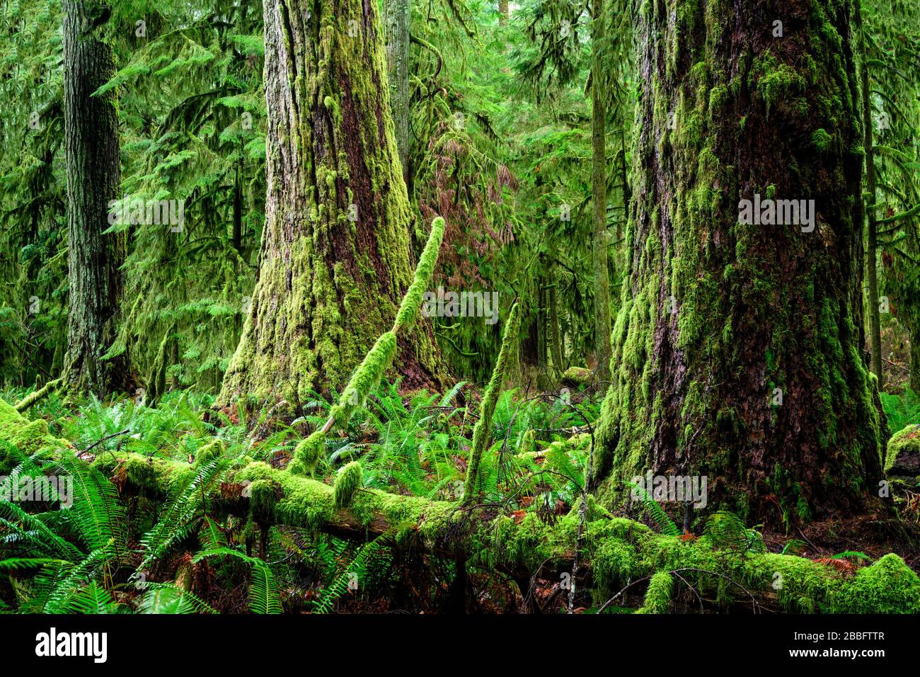 Douglas Trees, Pseudotsuga menziesii, al MacMillan Provincial Park (Cathedral Grove), Port Alberni, Vancouver Island, BC, Canada Foto Stock