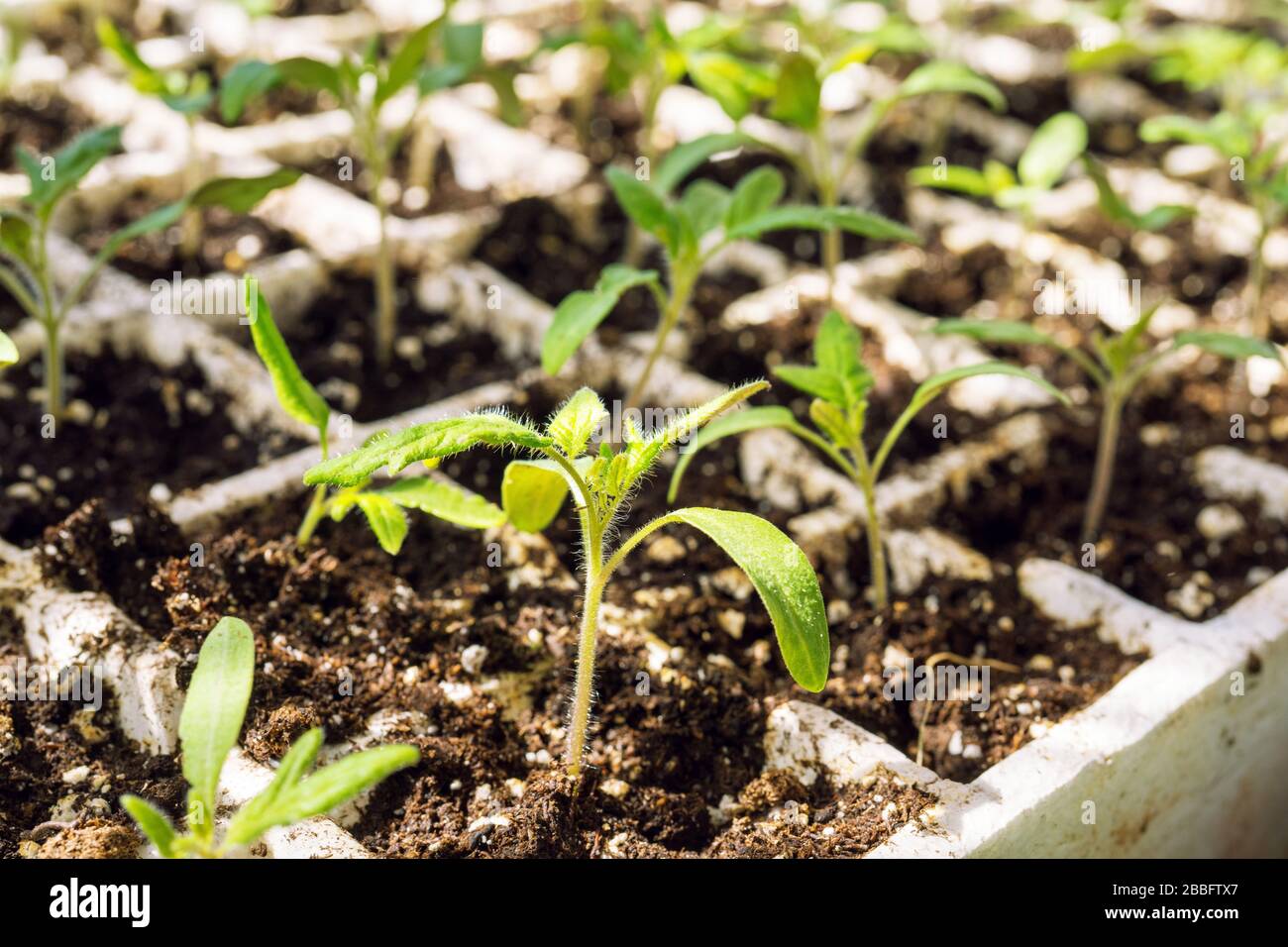 Piante di pomodoro giovani che crescono in un vassoio di stryofoam Foto Stock
