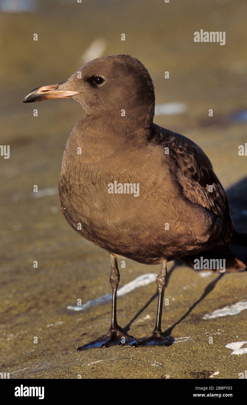 Il gabbiano di Heermann, Larus heermanni, Coastal, impiega quattro anni per svilupparsi a piumaggio adulto, la Jolla, California USA Foto Stock