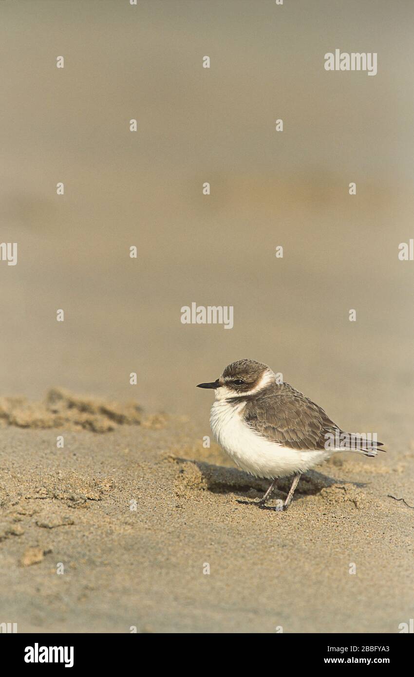 Snowy Plover, Charadrius alexandrinus, la Jolla Beach, California, Stati Uniti, si nutre sondando velocemente la corsa sulla sabbia Foto Stock