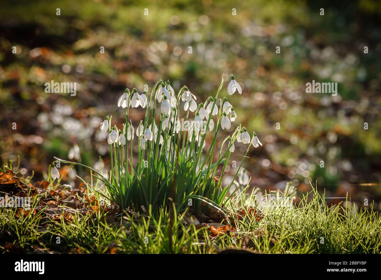 Groppa di gocce di neve (Galanthus) in primavera sole Foto Stock