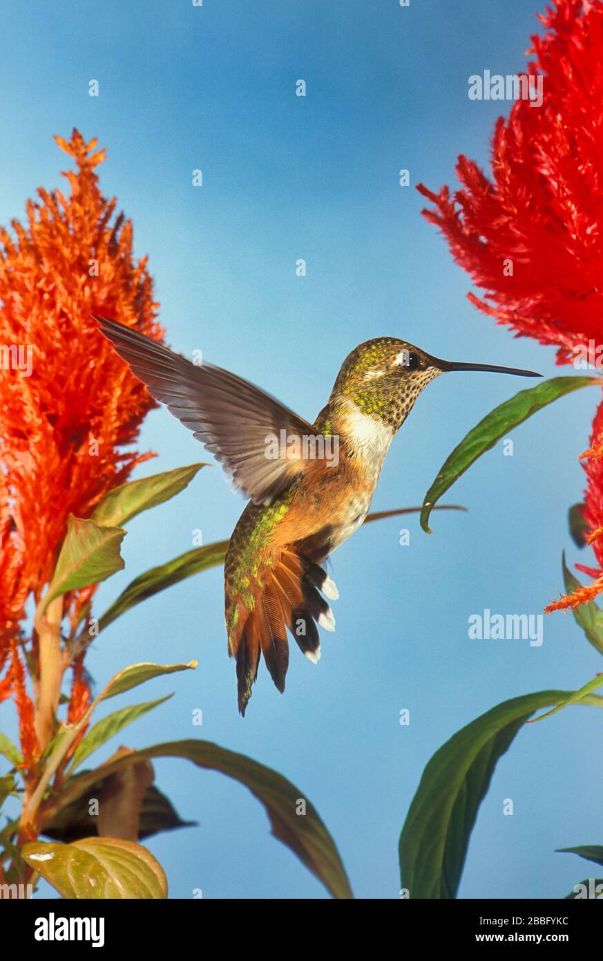 Rufous Hummingbird, Selasphorus rufus, femmina, in volo, USA, tecnica fotografica ad alta velocità, passando sopra il fiore per ottenere nettare Foto Stock