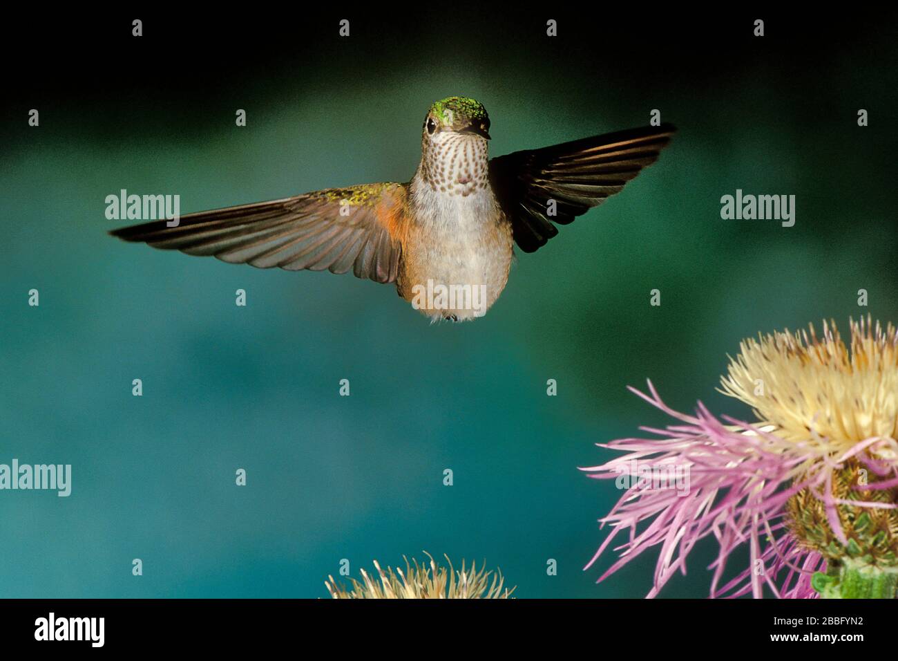 Rufous Hummingbird, Selasphorus rufus, femmina, in volo, USA, tecnica fotografica ad alta velocità, passando sopra il fiore per ottenere nettare Foto Stock