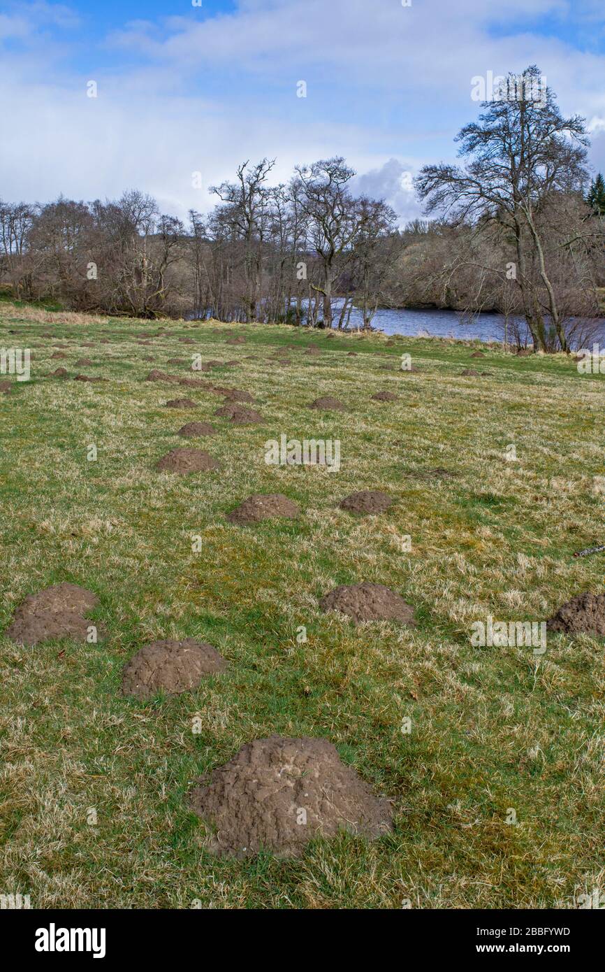 CAMPO D'ERBA O PRATO IN PRIMAVERA BEN COPERTO DA MOLE TALPA EUROPAEA COLLINE Foto Stock