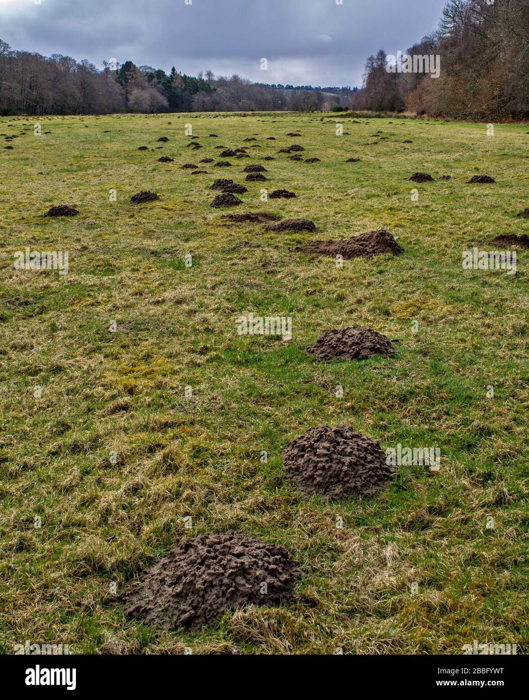 CAMPO D'ERBA O PRATO IN PRIMAVERA CON MOLTE MOLE TALPA EUROPAEA COLLINE Foto Stock
