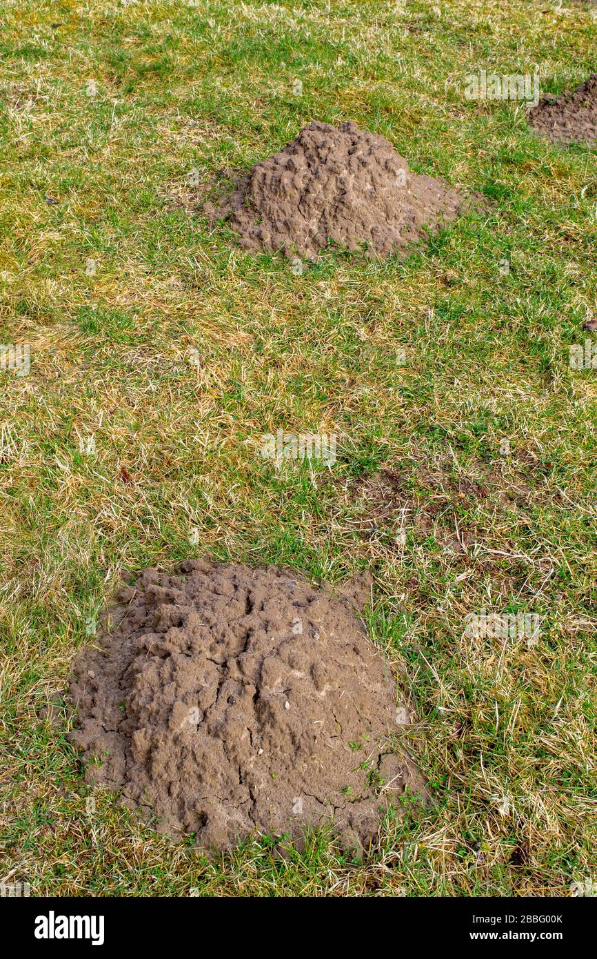 CAMPO D'ERBA O PRATO IN PRIMAVERA CON DUE GRANDI MOLE TALPA EUROPAEA COLLINE Foto Stock