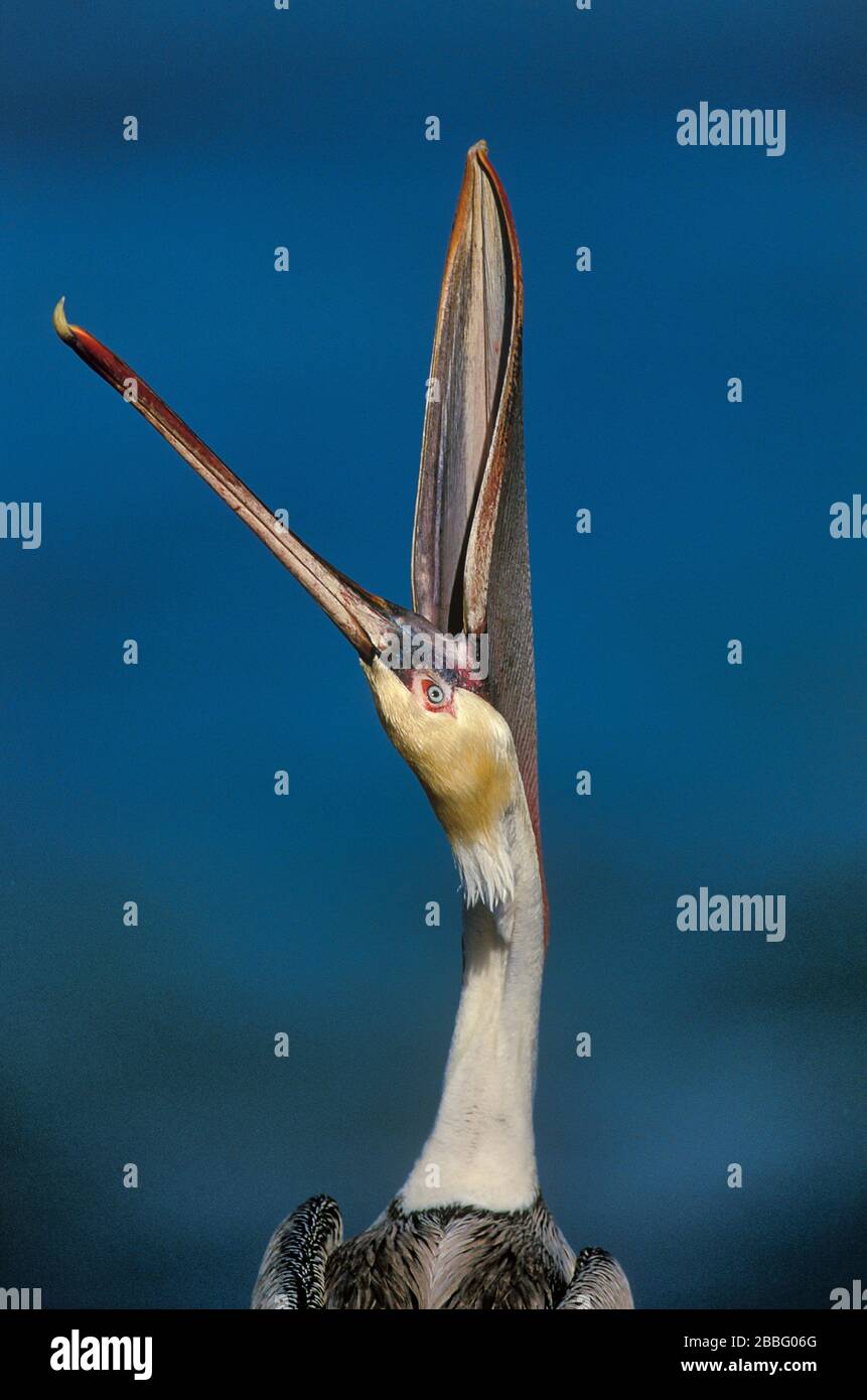 Pelican marrone, Pelecanus occidentalis californnicus, maschio con rosso piumaggio rosso sacchetto, la Jolla, California, Stati Uniti, testa con becco aperto Foto Stock