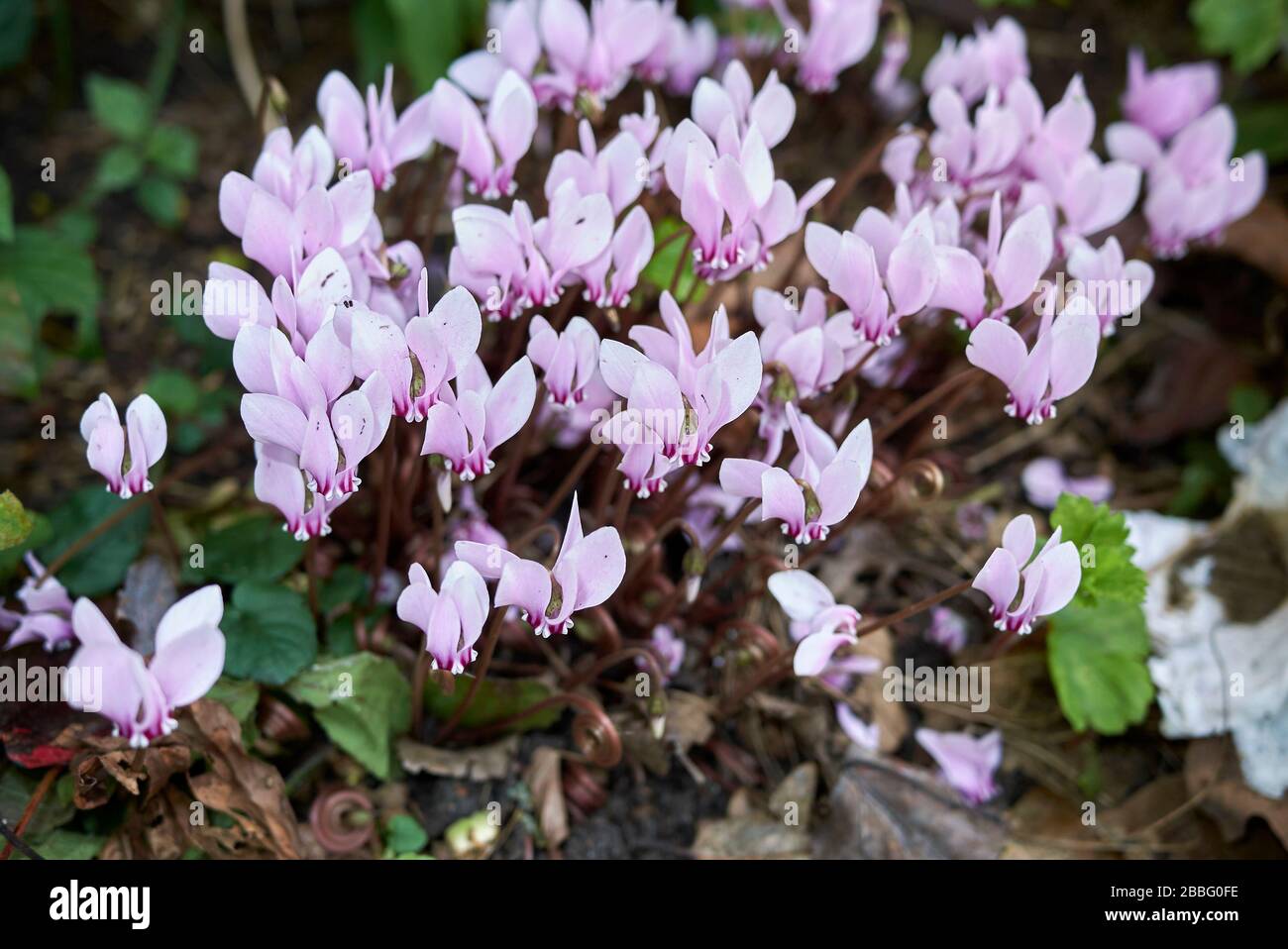 Ciclamino ederifolium fiori rosa e viola Foto Stock