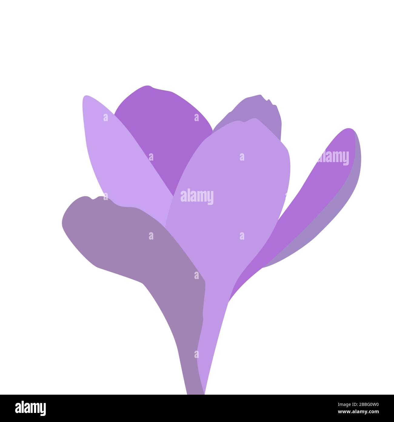 Fiori di primavera colorati. Aperto e aperto croco blu. Illustrazione Illustrazione Vettoriale