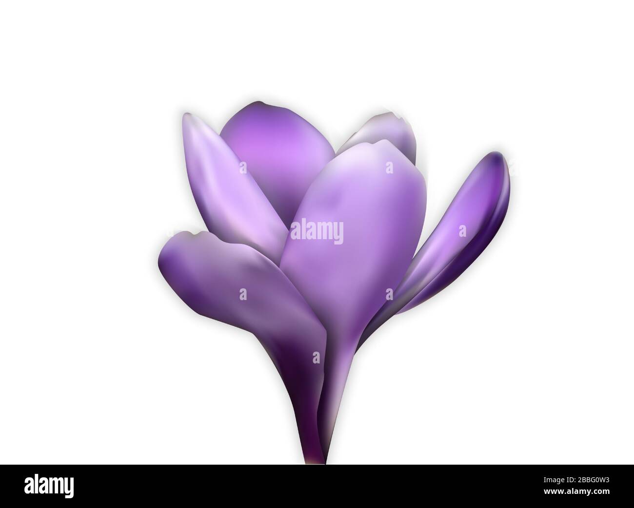 Fiori primaverili colorati naturalistici. Aperto e aperto croco blu. Illustrazione Illustrazione Vettoriale