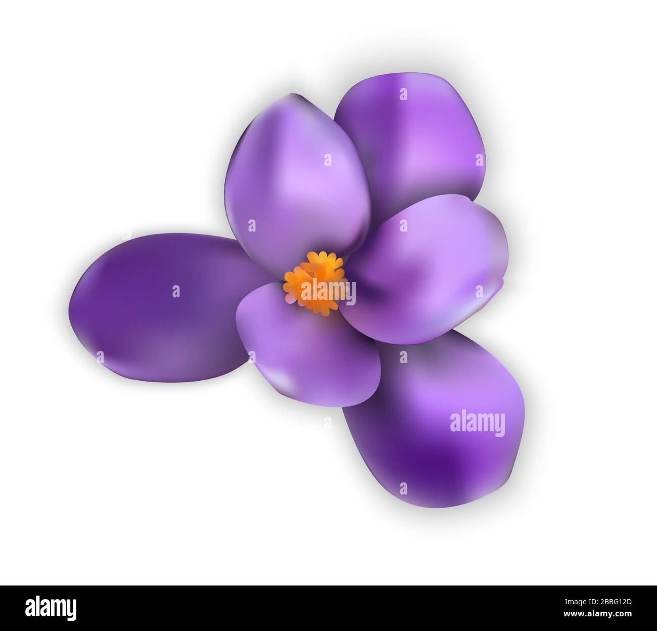 Fiori primaverili colorati naturalistici. Aperto e aperto croco blu. Illustrazione Illustrazione Vettoriale