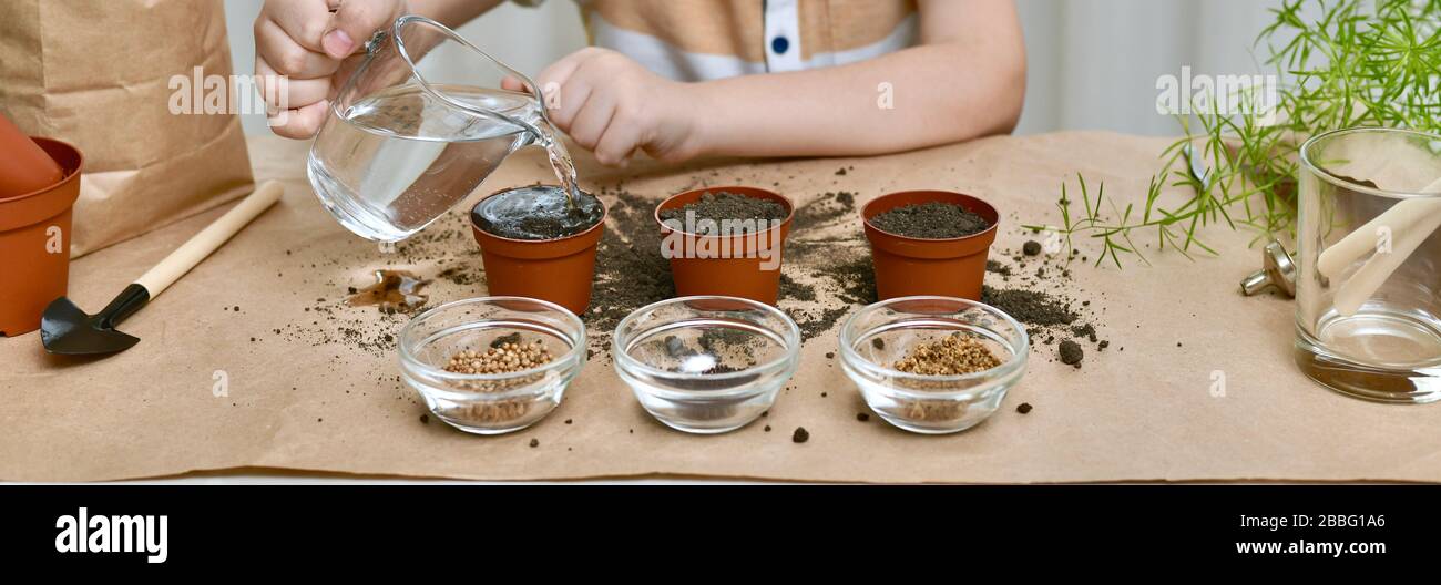 Semina di barbabietole, coriandolo, cavolo. Le mani del bambino hanno annacquato il terreno con acqua da una brocca con una penna. Foto Stock