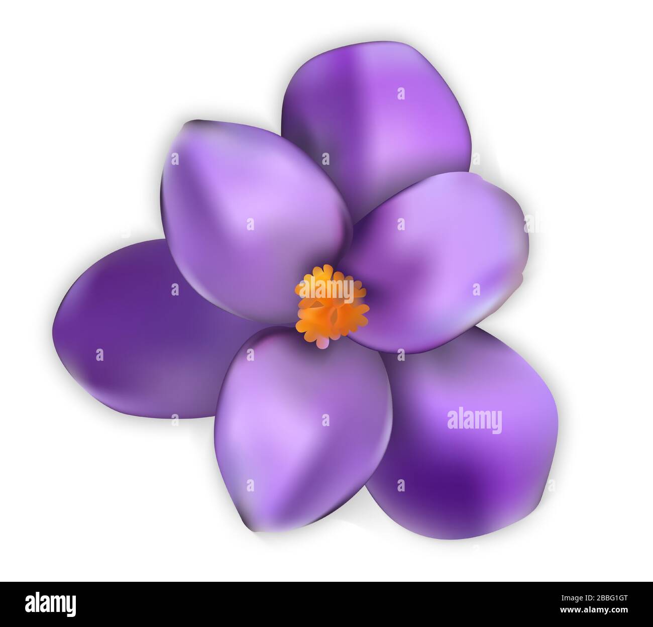 Fiori primaverili colorati naturalistici. Aperto e aperto croco blu. Illustrazione Illustrazione Vettoriale